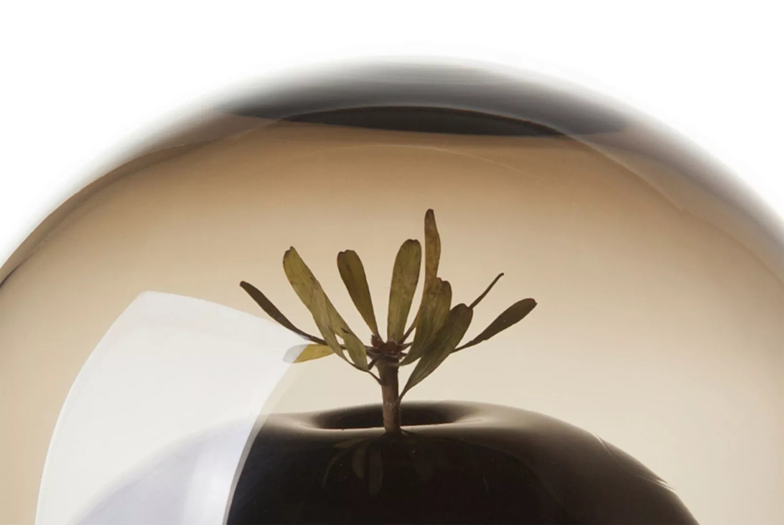 Plant silhouette inside reflective spherical vase.